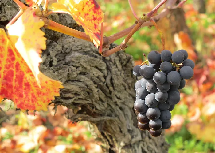 Hotel Restaurant Faller Emmebuckel Itterswiller